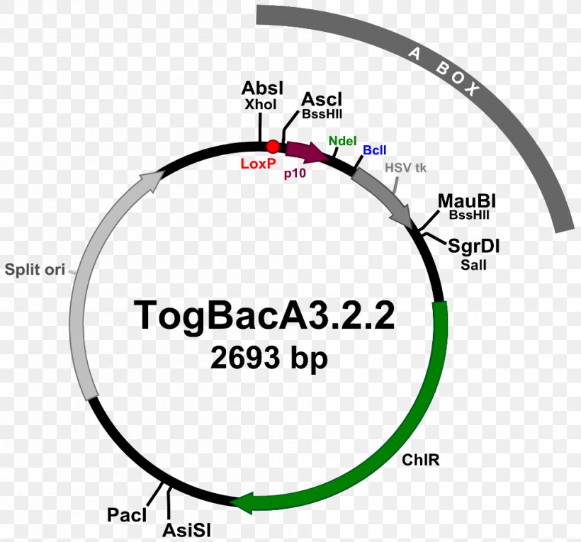 ATG:biosynthetics GmbH Maryland Circle, PNG, 1000x933px, Maryland, Area, Brand, Cable, Communication Download Free