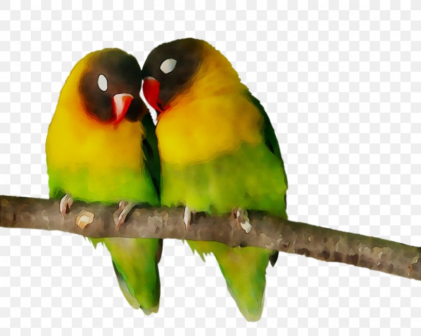 Lovebird Parakeet Feather Pet Beak, PNG, 1510x1208px, Lovebird, Adaptation, Beak, Bird, Branch Download Free
