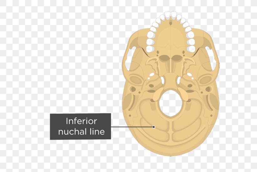 Stylomastoid Foramen Anatomy Occipital Bone Human Body Jugular Foramen, PNG, 704x550px, Stylomastoid Foramen, Anatomy, Bone, Brand, Brass Download Free