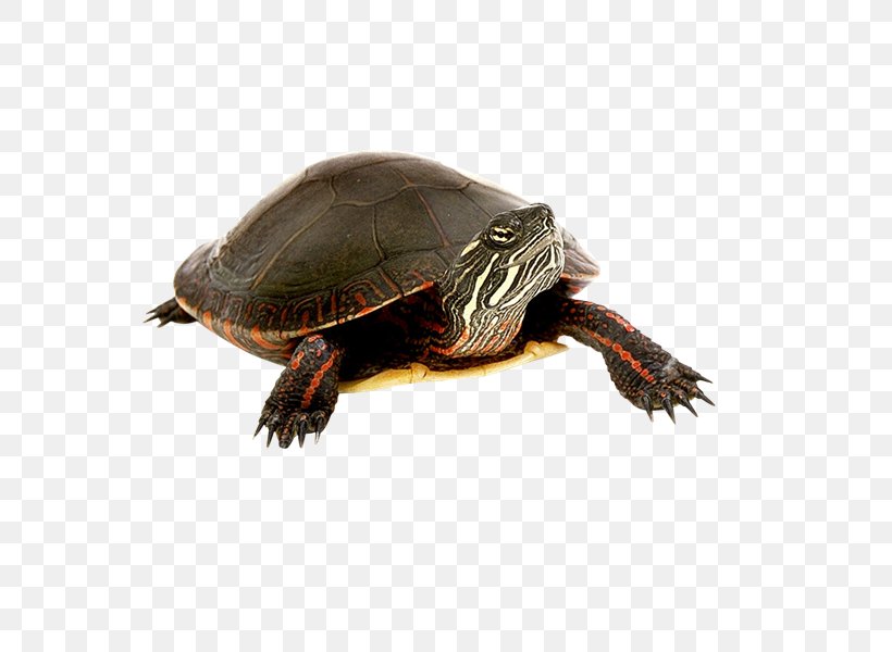 Turtle Tortoise Clip Art, PNG, 800x600px, Turtle, Black, Box Turtle, Box Turtles, Chelydridae Download Free