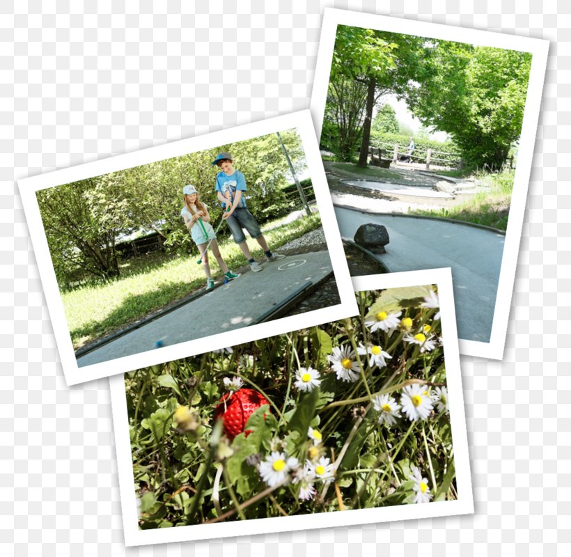 Campo Del Sol Grossbottwar Miniature Golf Itsourtree.com Recreation Leisure, PNG, 790x800px, Miniature Golf, Air, Flora, Flower, Garden Download Free