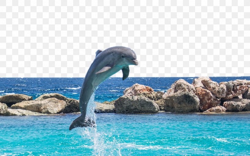 Dolphin Mahi-mahi Seawater Fish Aquarium, PNG, 1200x749px, Dolphin, Animal, Aquarium, Common Bottlenose Dolphin, Fauna Download Free