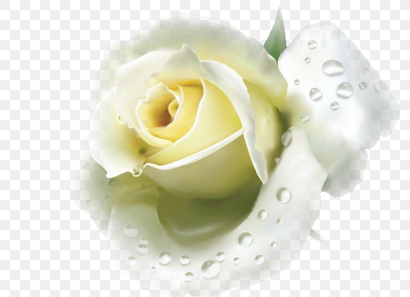 Blue Rose Flower White Red, PNG, 800x594px, Rose, Blue, Blue Rose, Color, Cut Flowers Download Free