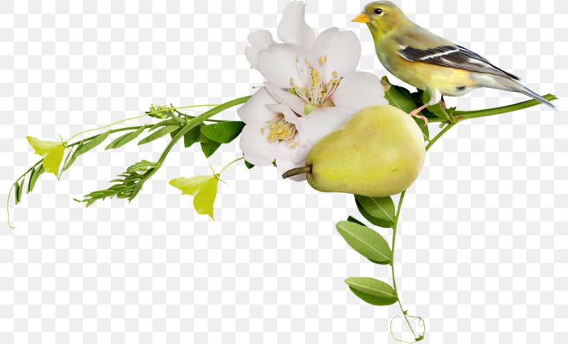 用尽左右脑 Clip Art, PNG, 800x497px, Bird, Beak, Blog, Blossom, Branch Download Free