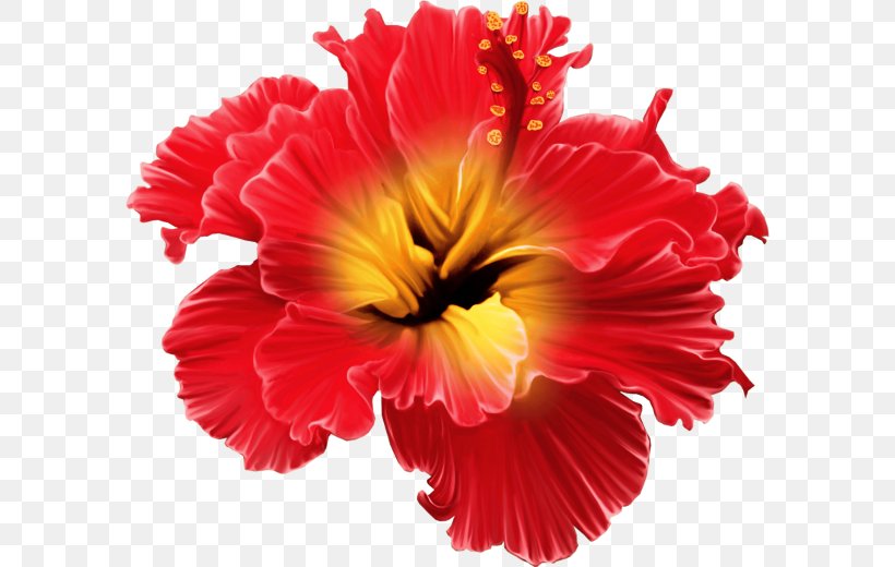 Flower Tropics Floral Design Clip Art, PNG, 590x520px, Flower, Annual Plant, Autocad Dxf, Cut Flowers, Floral Design Download Free