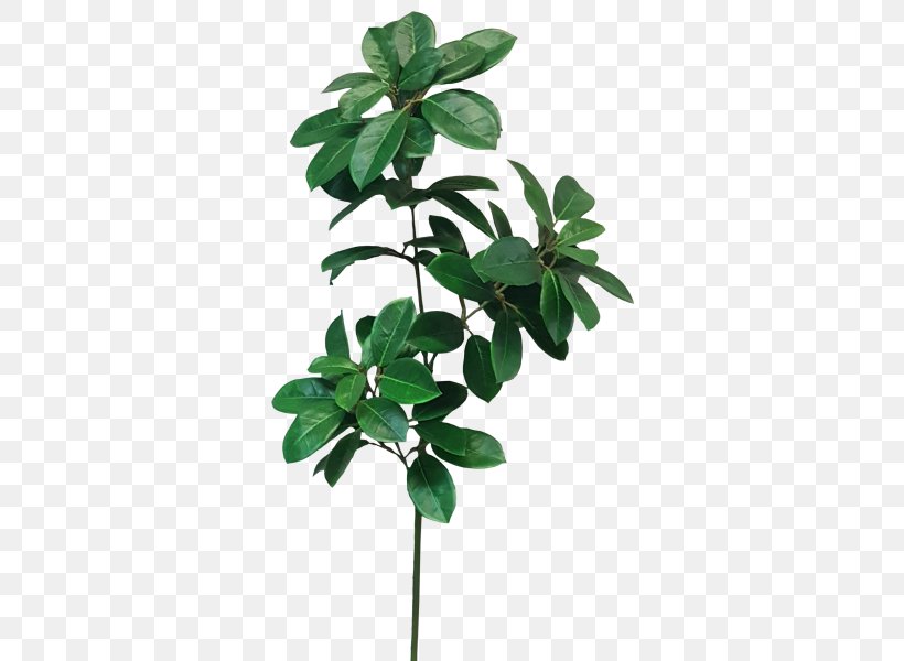 Leaf Shrub Plant Stem Cordyline Camellia, PNG, 800x600px, Leaf, Branch, Camellia, Cordyline, Dumb Canes Download Free