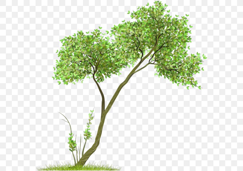 Clip Art Tree Image Transparency, PNG, 600x576px, Tree, Branch, Grass, Herb, Houseplant Download Free