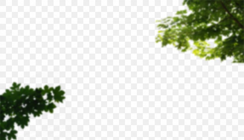 Rasadnik Nova Pazova Bamyan Branch Leaf Tree, PNG, 1388x797px, Branch, Conifers, Culture, Grass, Green Download Free
