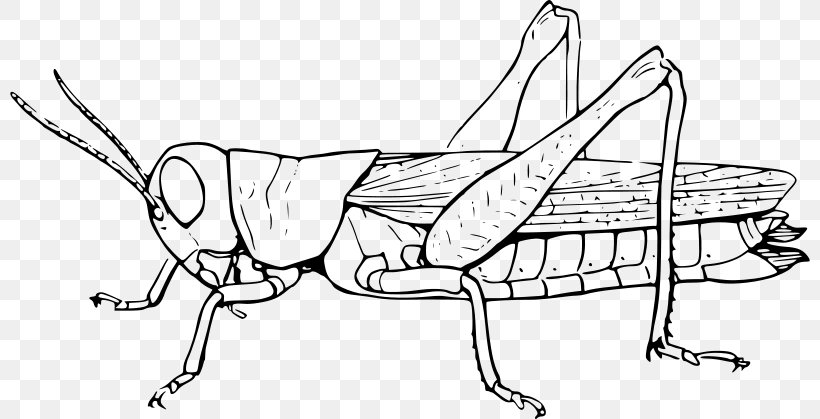 Grasshopper Clip Art, PNG, 800x419px, Insect, Animal, Area, Arm, Artwork Download Free