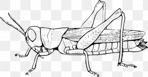 clipart grasshopper and the ant