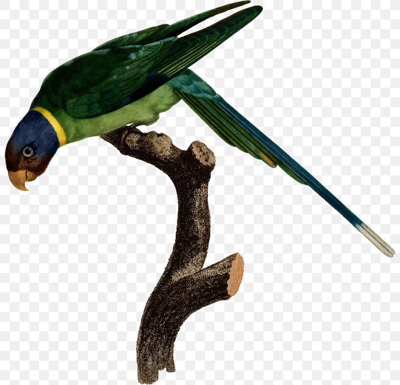 Bird Amazon Parrot Drawing Macaw, PNG, 800x790px, Bird, Amazon Parrot, Animal, Beak, Common Pet Parakeet Download Free