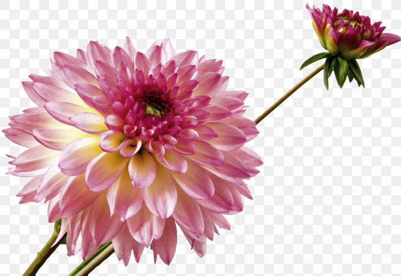 Dahlia Flower Stock Photography Tuber Clip Art, PNG, 1280x883px, Dahlia, Alamy, Annual Plant, Aster, Blossom Download Free