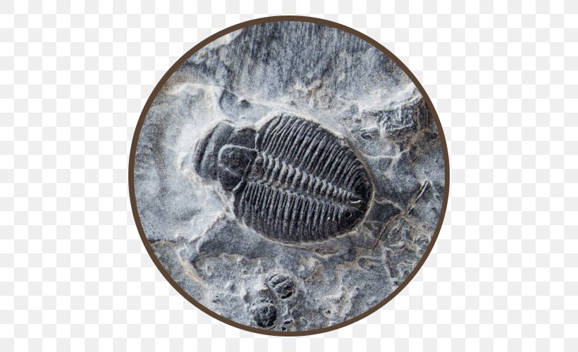 Fossil Shark Tooth Artifact Mammoth Trilobite, PNG, 500x500px, Fossil, Artifact, Bison, Fossil Group, Jewellery Download Free