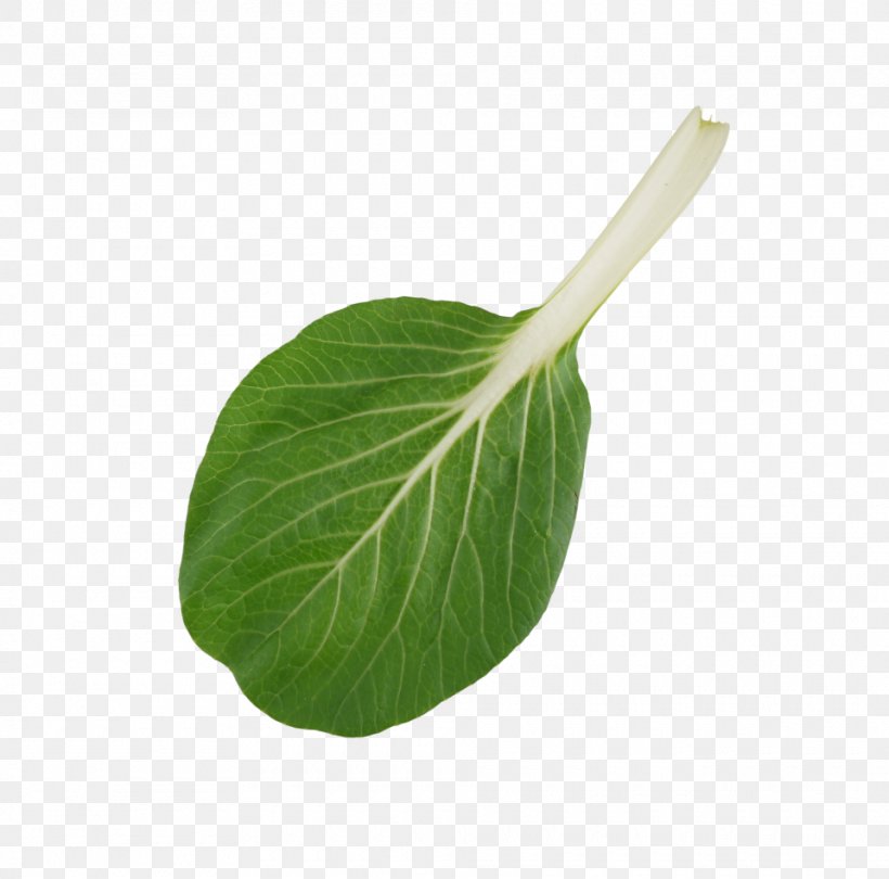 Leaf Vegetable Plant Stem, PNG, 960x949px, Leaf, Leaf Vegetable, Plant, Plant Stem Download Free