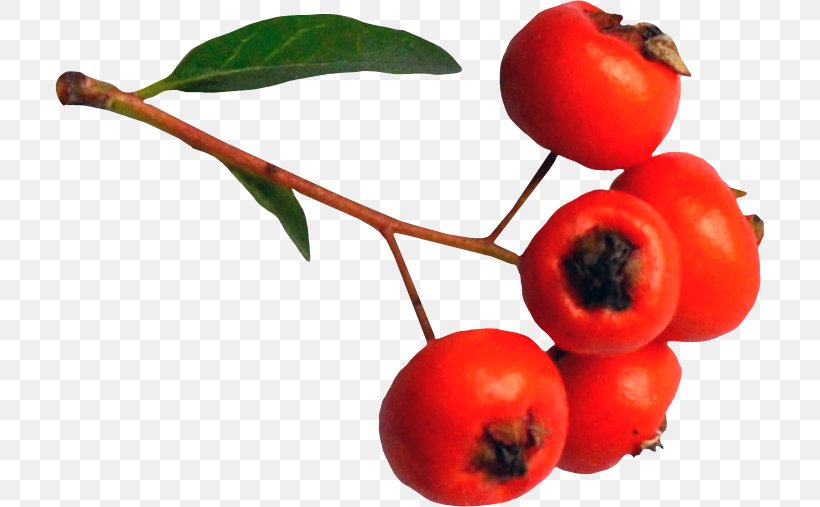 Barbados Cherry Image Fruit Drawing, PNG, 709x507px, Barbados Cherry, Accessory Fruit, Acerola Family, Berry, Cherries Download Free