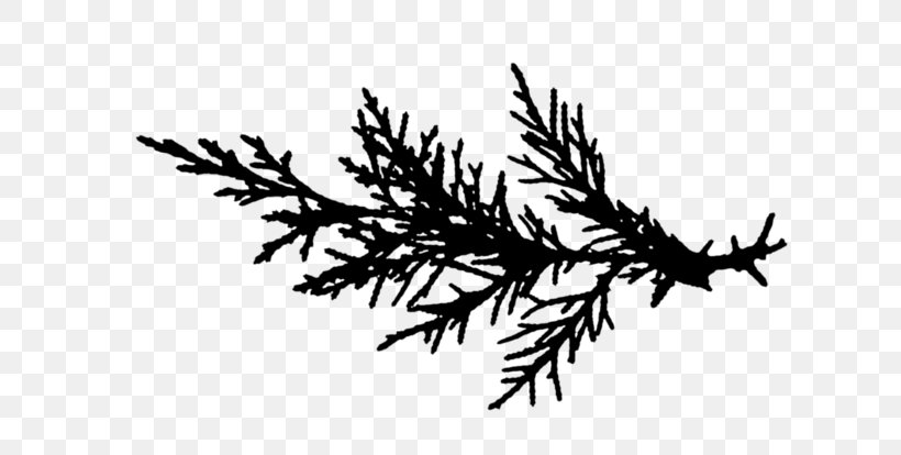 Family Tree Background, PNG, 699x414px, Twig, American Larch, Blackandwhite, Branch, Colorado Spruce Download Free