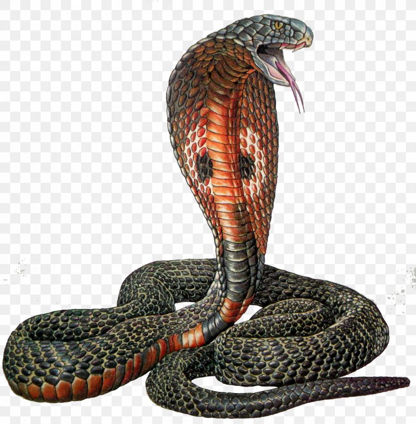 Rattlesnake Reptile Indian Cobra, PNG, 1908x1944px, Snake, Black Mamba, Cobra, Colubridae, Egyptian Cobra Download Free