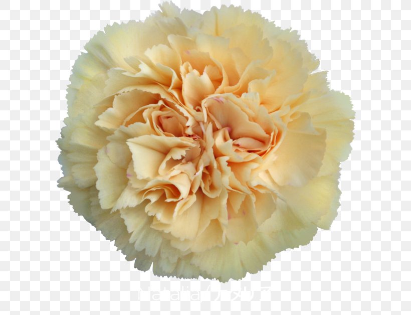 Carnation Cut Flowers Rose Floristry, PNG, 600x628px, Carnation, Cut Flowers, Floristry, Flower, Flower Bouquet Download Free