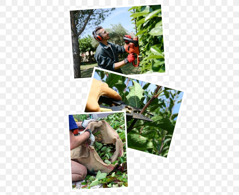 Gardener Hedge Agentur Mary Poppins, PNG, 513x670px, Gardener, Dresden, European Beech, Fauna, Flora Download Free