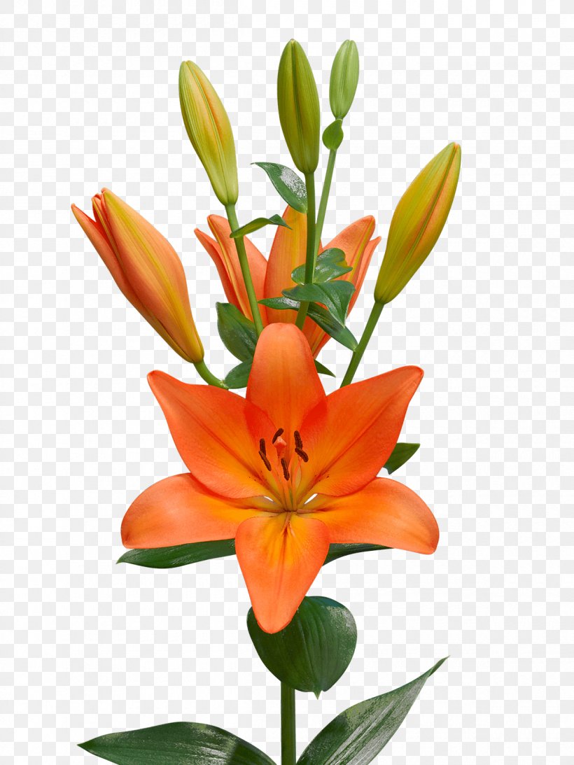 Orange Lily Lilium ‘Casa Blanca’ アソート .la Cut Flowers, PNG, 1200x1600px, Orange Lily, Assortment Strategies, Cesare Borgia, Cut Flowers, Eye Liner Download Free