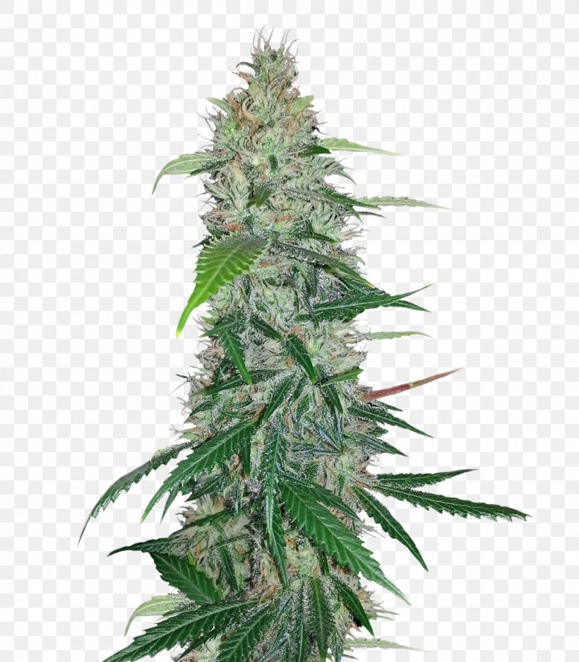 Skunk Sensi Seeds, PNG, 1200x1372px, Skunk, Cannabis, Cannabis In Maine, Cannabis Sativa, Christmas Tree Download Free