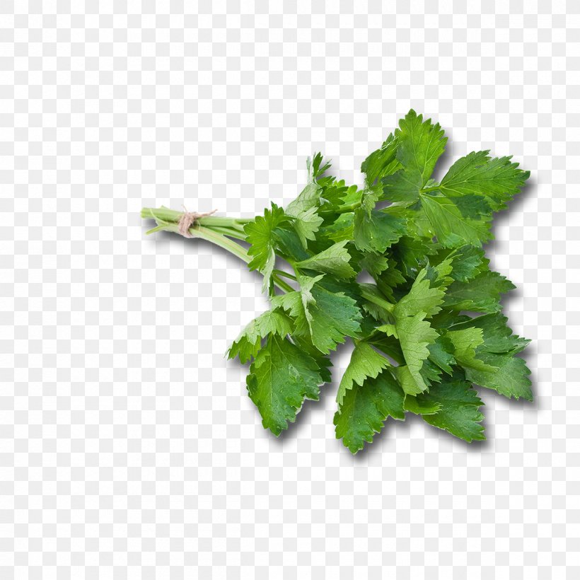 Chervil Parsley Pianta Aromatica Omelette Herb, PNG, 1200x1200px, Chervil, Condiment, Coriander, Food, Food Additive Download Free