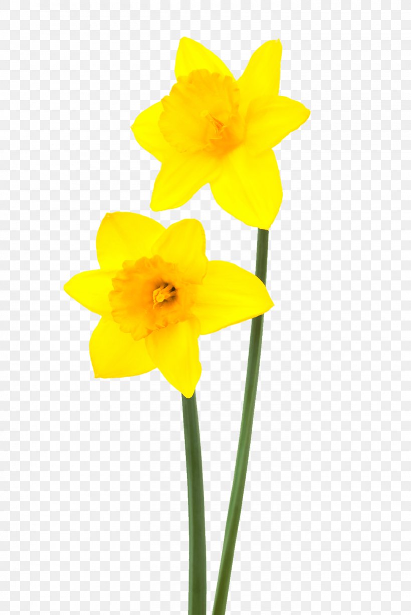 Daffodil Narcissus Flower Desktop Wallpaper, PNG, 1400x2098px, Daffodil, Amaryllis Family, Blog, Cut Flowers, Flower Download Free