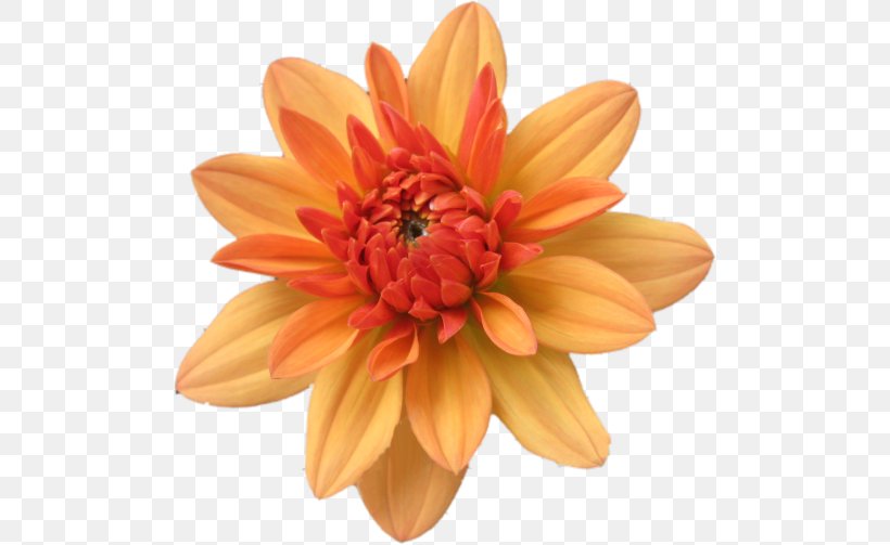 Flower Orange Clip Art, PNG, 500x503px, Flower, Chrysanths, Clipboard, Cut Flowers, Dahlia Download Free
