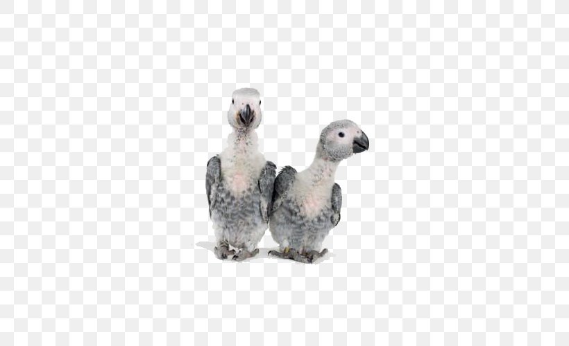 Grey Parrot Bird Timneh Parrot African Greys, PNG, 535x500px, Parrot, Beak, Bird, Breeder, Chestnutfronted Macaw Download Free