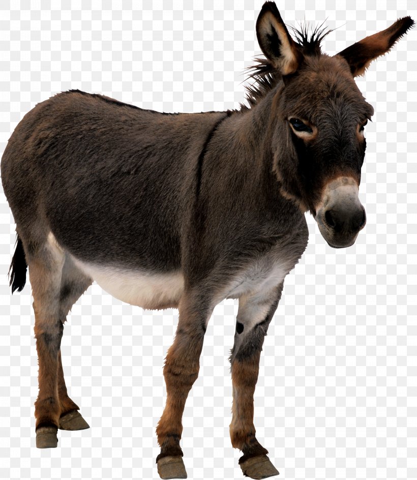 The Donkey Sanctuary Mule Horses, PNG, 2214x2551px, Mule, Animation, Donkey, Donkey Milk, Fauna Download Free