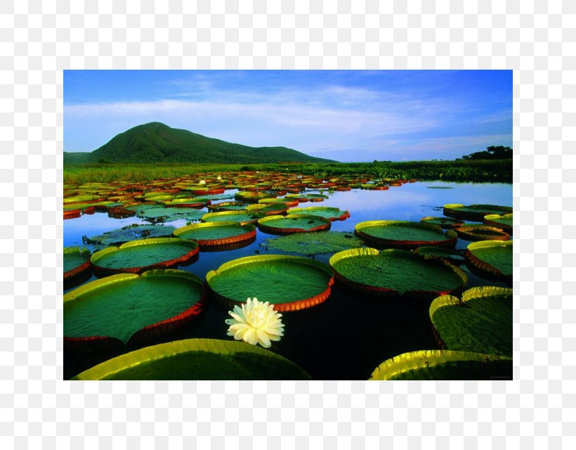 Pantanal Cuiabá Landscape Nature Desktop Wallpaper, PNG, 640x640px, Pantanal, Brazil, Centralwest Region Brazil, Ecosystem, Grass Download Free
