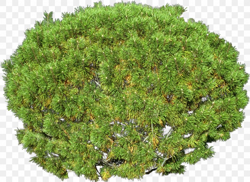 Trifolium Subterraneum Alfalfa Germination Seed Dormancy, PNG, 1150x840px, Alfalfa, Clover, Dormancy, Evergreen, Forage Download Free