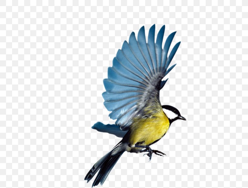 Bird Eurasian Magpie Flight Parrot, PNG, 620x623px, Bird, Advertising, Beak, Bird Flight, Bluebird Download Free