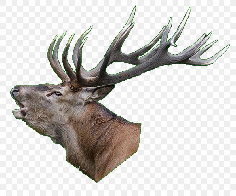 Elk White-tailed Deer Reindeer Antler, PNG, 998x830px, Elk, Animal, Antler, Deer, Fauna Download Free