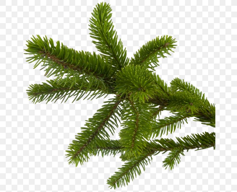 Fir Christmas New Year Spruce, PNG, 670x665px, Fir, Abies Magnifica, Biome, Branch, Child Download Free
