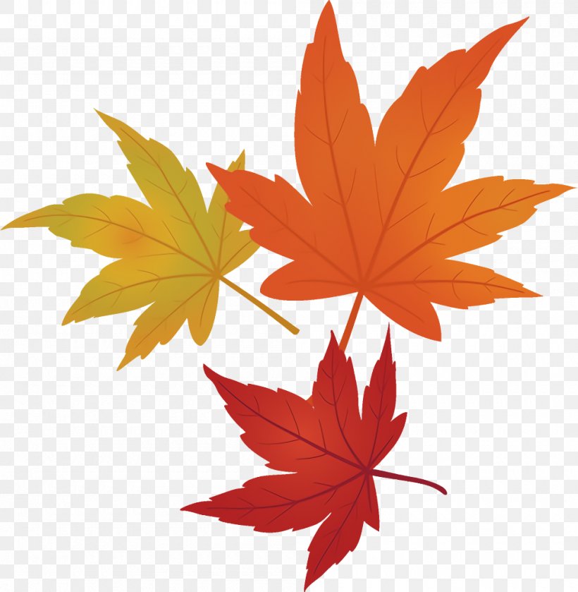 Maple Leaves Autumn Leaves Fall Leaves, PNG, 1000x1024px, Maple Leaves, Autumn Leaves, Black Maple, Fall Leaves, Leaf Download Free