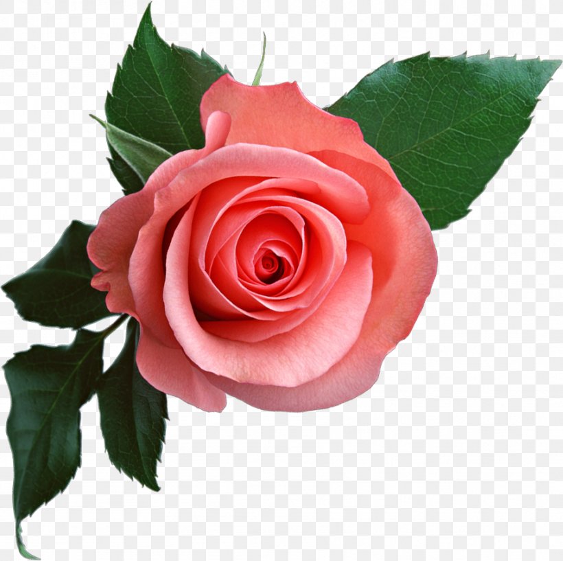 Rose Download Clip Art, PNG, 909x906px, Rose, China Rose, Cut Flowers, Floribunda, Flower Download Free