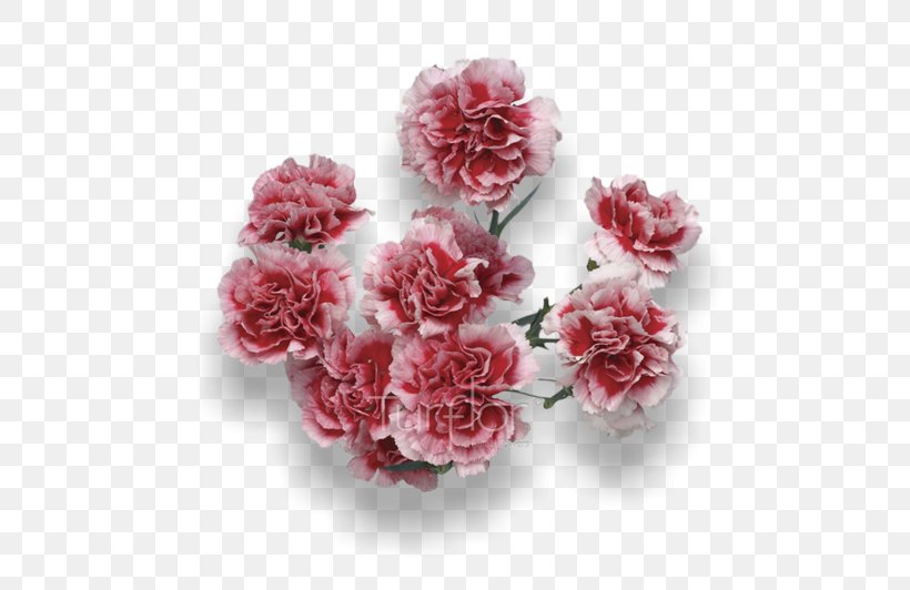 Turflor Cut Flowers Carnation Garden Roses, PNG, 652x532px, Turflor, Artificial Flower, Carnation, Centifolia Roses, Colombia Download Free