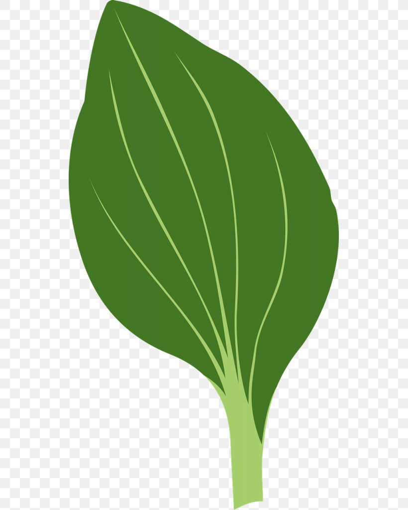 Clip Art Drawing Leaf Vector Graphics Image, PNG, 543x1024px, Drawing, Anthurium, Botany, Cartoon, Flower Download Free