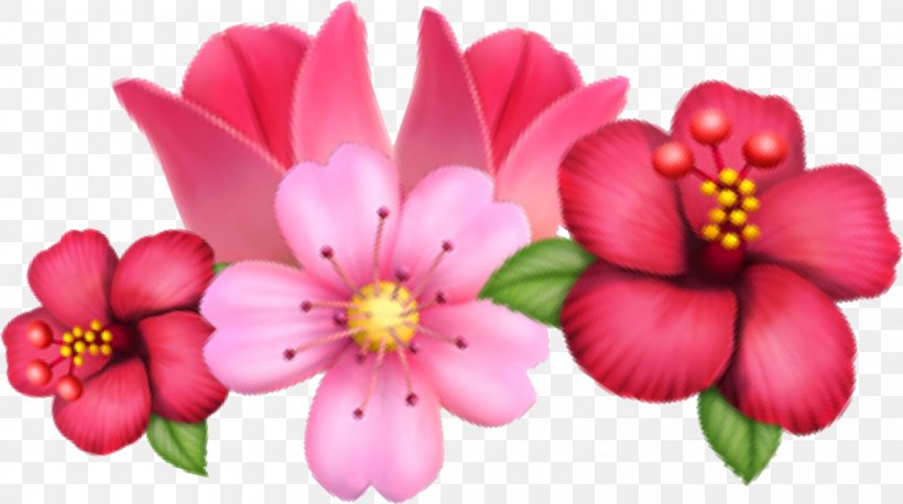 Cut Flowers Image Television Petal, PNG, 1562x873px, Flower, Blossom, Botany, Cut Flowers, Filmdatenbank Download Free