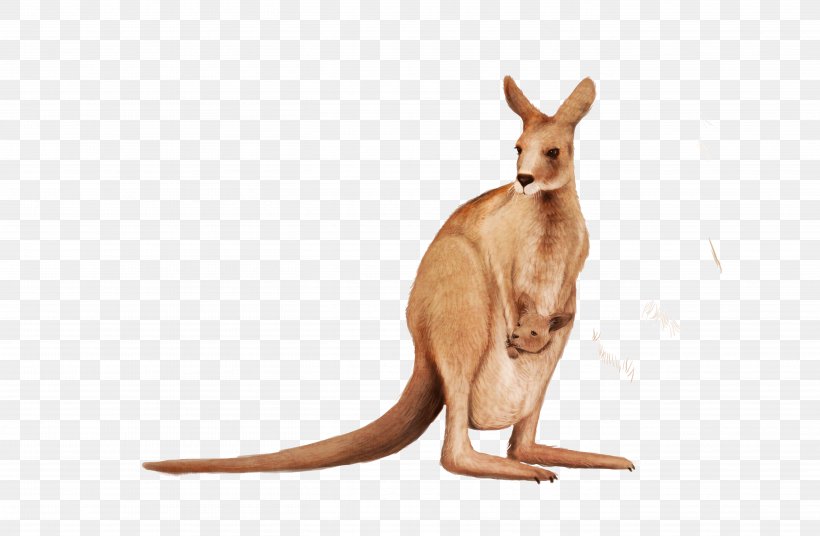 Kangaroo Wallaby Animal, PNG, 5448x3564px, Kangaroo, Animal, Fauna, Macropodidae, Macropus Download Free