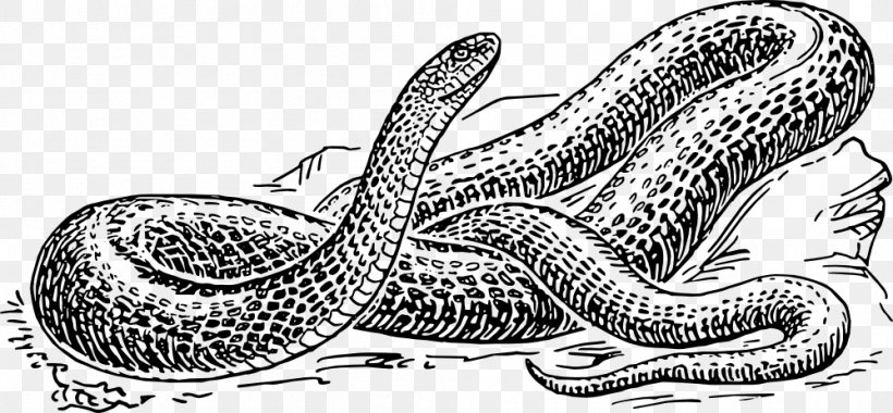Snake Drawing Clip Art, PNG, 999x464px, Snake, Artwork, Black And White, Drawing, Fauna Download Free
