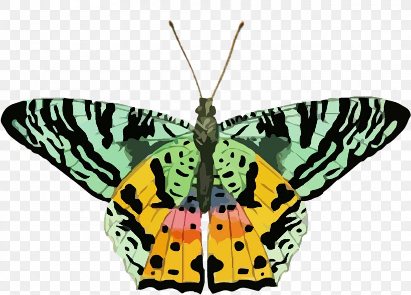Butterfly Insect Glastonbury Public Schools Clip Art, PNG, 1920x1377px, Butterfly, Antenna, Arthropod, Brush Footed Butterfly, Butterflies And Moths Download Free