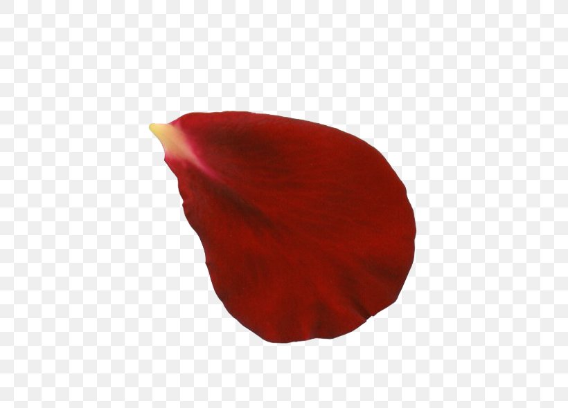 Rose Petal Flower Red Clip Art, PNG, 590x590px, Rose, Flower, Leaf, Petal, Pink Download Free