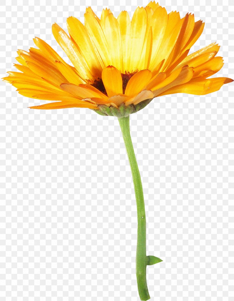 Common Sunflower Chrysanthemum Oxeye Daisy, PNG, 1631x2100px, Common Sunflower, Blume, Calendula, Chrysanthemum, Chrysanths Download Free