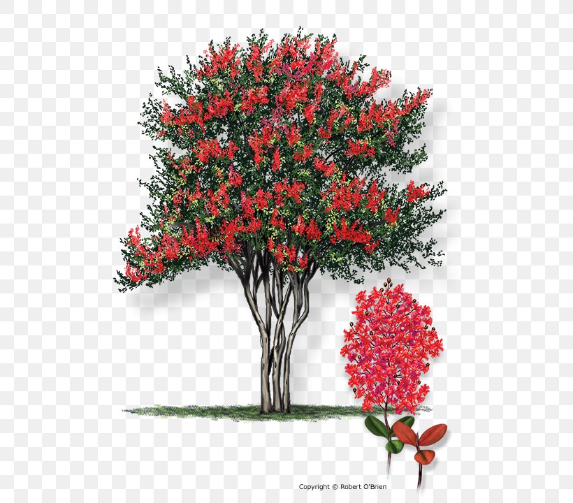 Crepe-myrtle Tree Plant Shrub, PNG, 608x720px, Crepemyrtle, Blossom, Branch, Color, Crepe Myrtle Download Free