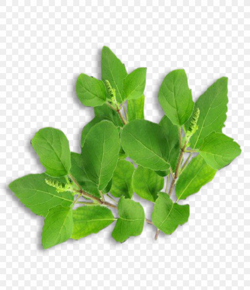 Leaf Herbalism Plant Stem Tree, PNG, 990x1150px, Leaf, Herb, Herbalism, Plant, Plant Stem Download Free
