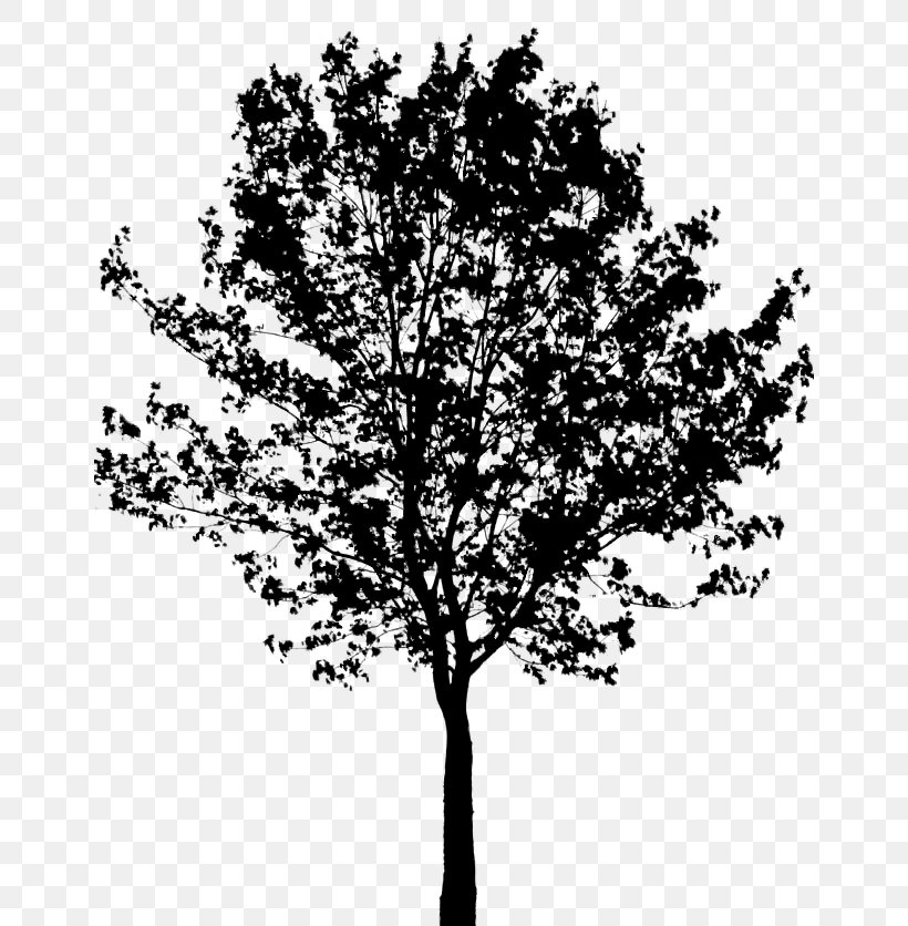 Clip Art Tree Transparency Image, PNG, 650x836px, Tree, Black, Blackandwhite, Branch, Canoe Birch Download Free