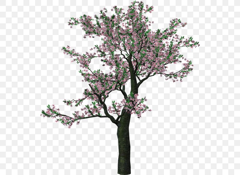 Tree Clip Art, PNG, 546x600px, Tree, Blossom, Branch, Cherry Blossom, Flower Download Free