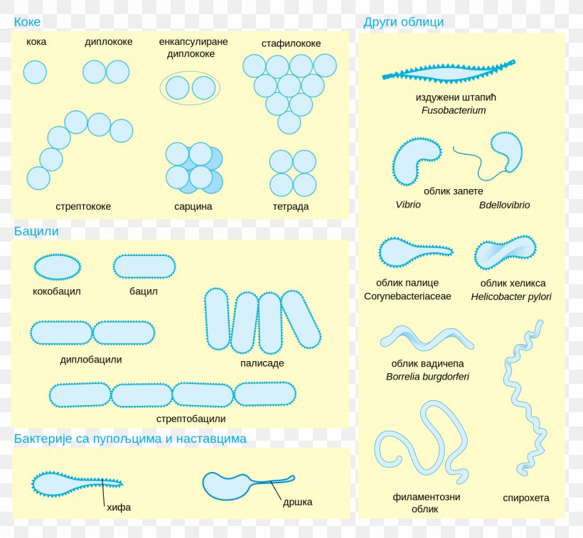 Bacterial Cellular Morphologies Morphology Bacterial Cell Structure Microorganism, PNG, 1297x1198px, Bacteria, Area, Bacterial Cell Structure, Bacterial Cellular Morphologies, Biology Download Free